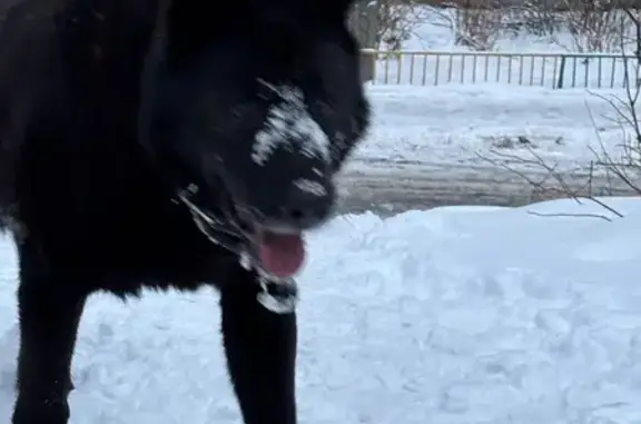 Найдена собака, Нижний Новгород, фото: Собака найдена: ул. Рокоссовского, 15