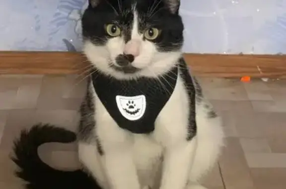 Пропала кошка, ул. Галилея, 18, Волгоград