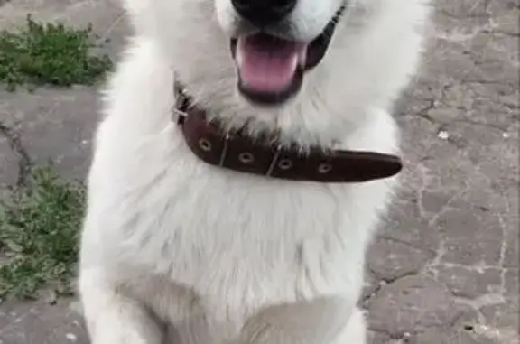 Пропала белая собака, Кряжи, Нижегородская