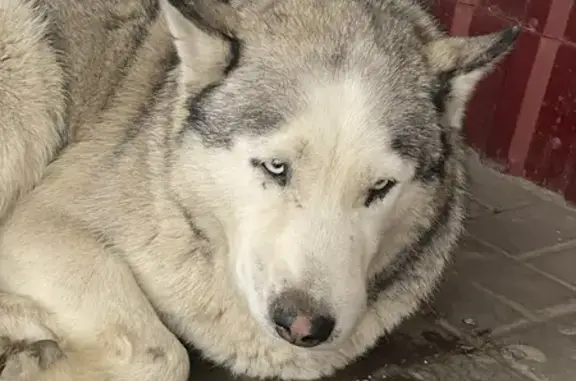 Найдена собака, ище, фото: Собака найдена: Городище, Центральная 2В