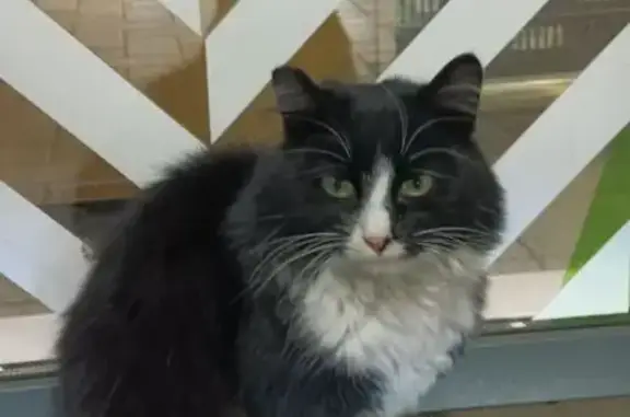 Найдена кошка, Яблоновский, фото: Кошка найдена на Индустриальной, Яблоновский