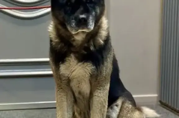 Пропала собака в Семиврагах, МО