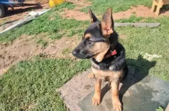 Пропала собака, Карижская ул., Малоярославец