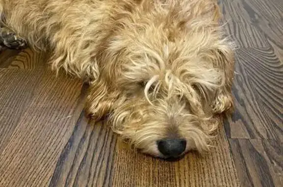 Найдена собака, Мурино, фото: Собака найдена: Мурино, Скандинавский пр. 4к1