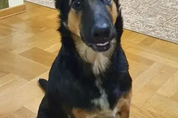 Пропала собака, ул. Мира, Назарово