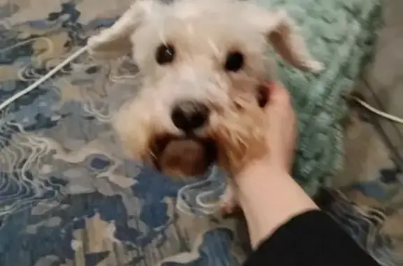 Найдена собака, Москва, фото: Собака найдена: Дмитровское ш., 124А