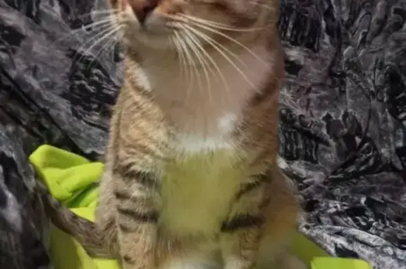 Найдена кошка, Иваново, фото: Кошка найдена: Вольная ул. 14, Иваново