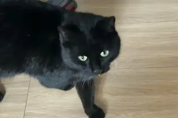 Найдена кошка, Ставрополь, фото: Ласковая кошка найдена: ул. Мира 310