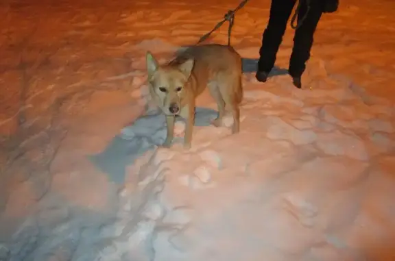 Найдена собака, Челябинск, фото: Найдена собака на ул. Гагарина, Челябинск