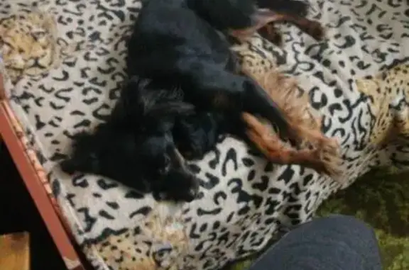 Собаки потеряшки, Братск, фото: Потеряшка собака Блэк, район «Водозабор»