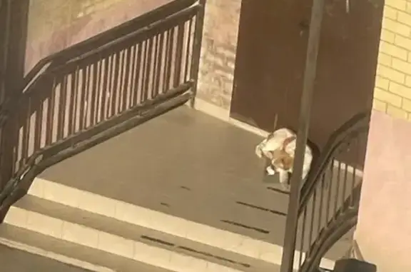 Найдена собака, Краснодар, фото: Собака найдена: Апрельская 5, Краснодар