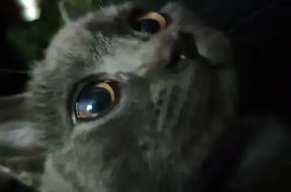 Пропала кошка в Туле, Тульская область