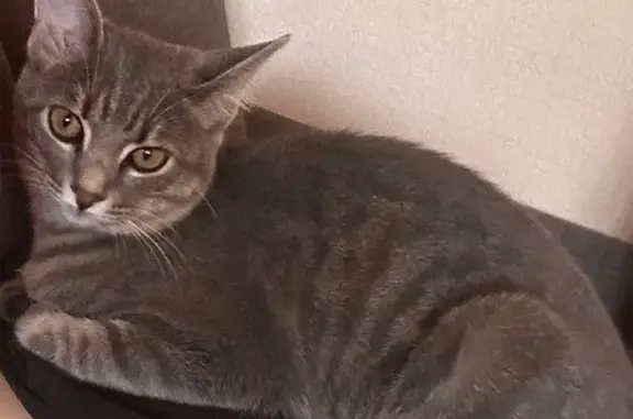 Пропала кошка, ул. Павлова, 89Б, Сочи