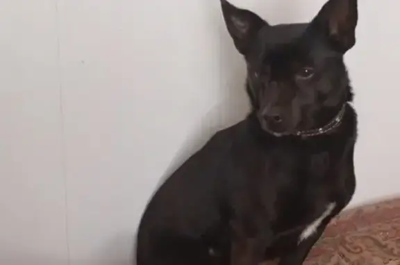 Пропала собака, ул. Куйбышева 17, Абдулино