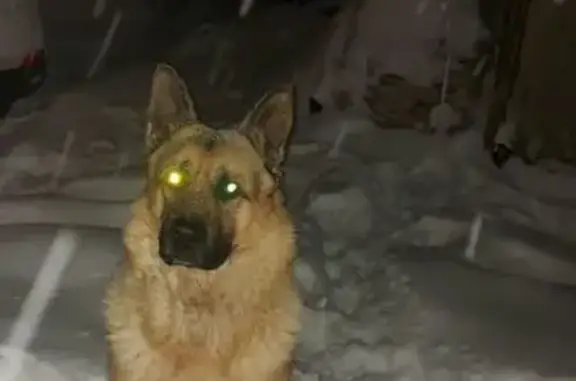 Пропала овчарка, Серовский тракт, 19 км