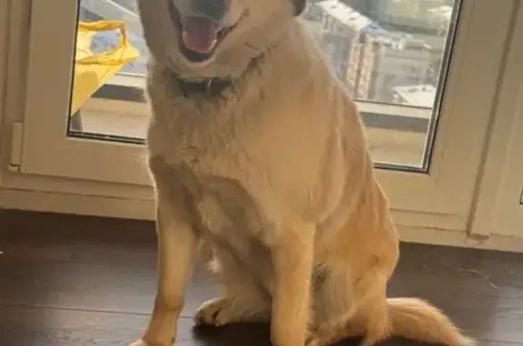 Найдена собака, Челябинск, фото: Собака найдена: пр. Ленина, 64Б, Челябинск