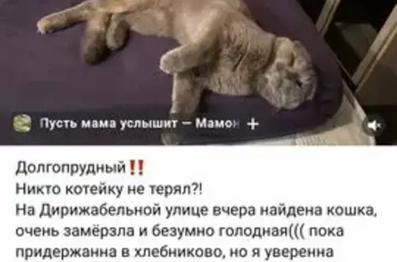 Пропала кошка, Театральная ул. 11, Долгопрудный