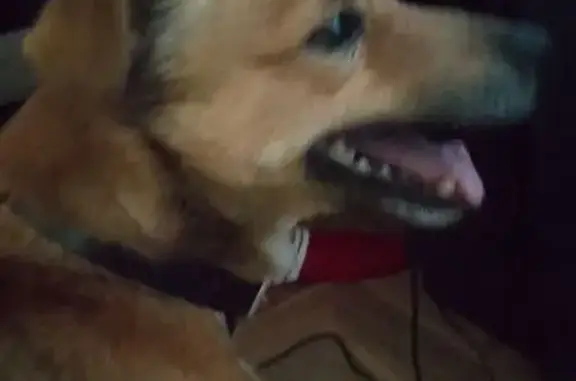 Пропала собака, ул. Республики 248, Тюмень