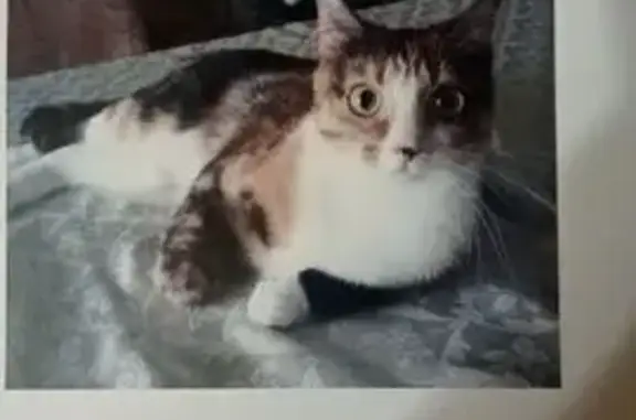 Пропала кошка, Томск, Лазо 28