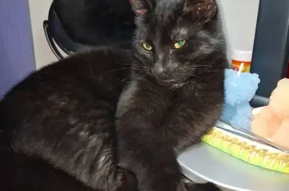 Пропала кошка, Красковская 21, Кратово