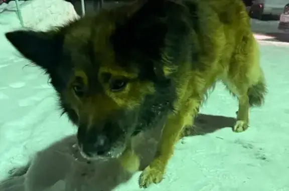 Найдена собака, Екатеринбург, фото: Найдена собака, ул. Черепанова 30, Екб