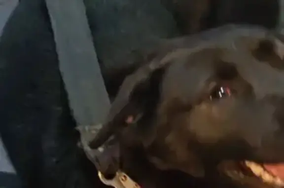 Найдена собака, Всеволожск, фото: Найдена собака, Коралловская ул., Всеволожск