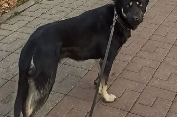 Пропала чёрная собака, ул. Коммунистическая 10