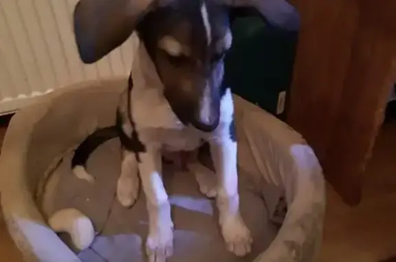 Найдена собака, Санкт-Петербург, фото: Щенок найден на Ириновском пр., СПб