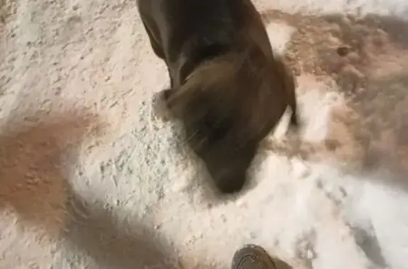 Найдена собака, Пермь, фото: Собака найдена: ул. Леонова, 41, Пермь