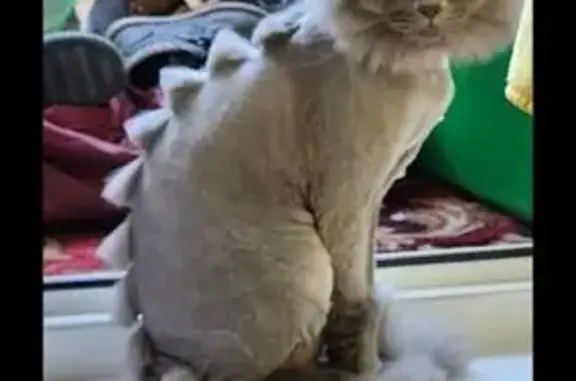 Пропала кошка, Металлургов 22, Челябинск