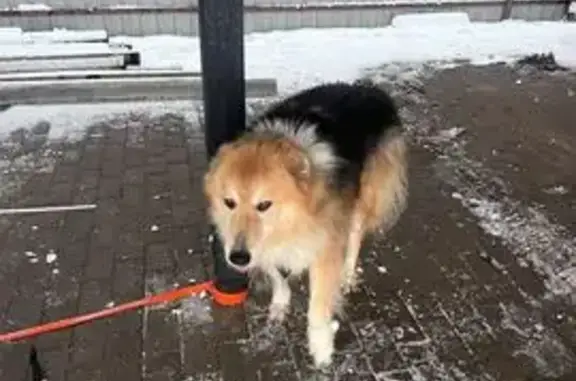 Найдена собака, Солнечногорск, фото: Найдена собака, ул. Свободы 45, Солн.