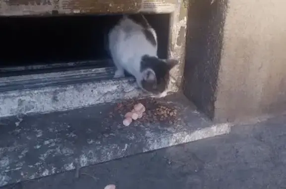 Найдена кошка, Калининград, фото: Кошка найдена: пр. Калинина, Калининград