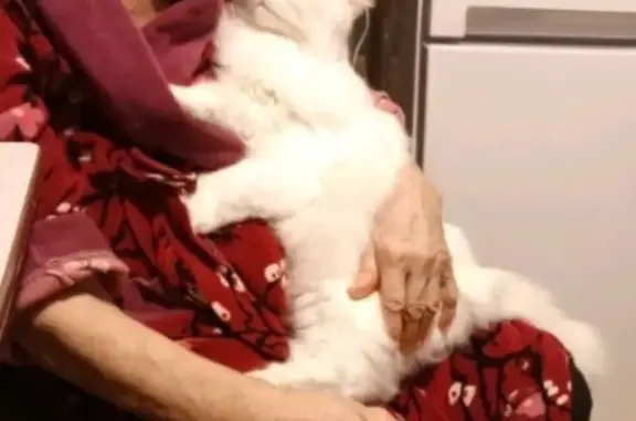 Пропала кошка, ул. Композиторов, 22 к1