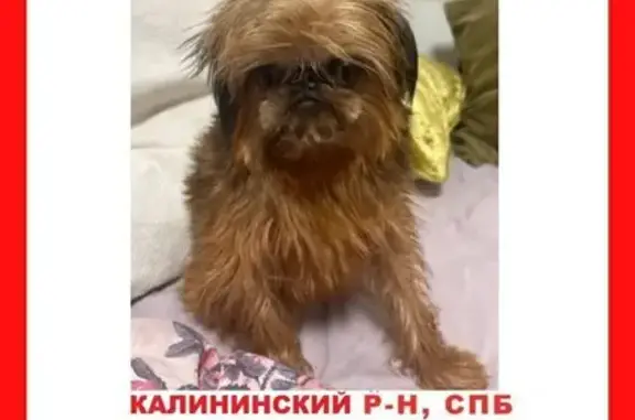 Пропала собака, пр. Науки 41, СПб