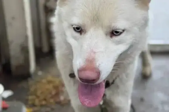 Найдена собака, Анкудиновка, фото: Найдена собака, Русская ул., Анкудиновка