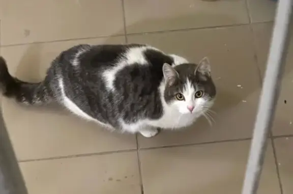 Найдена кошка, Михайловка, фото: Кошка найдена: Новоуфимская ул, 1/1