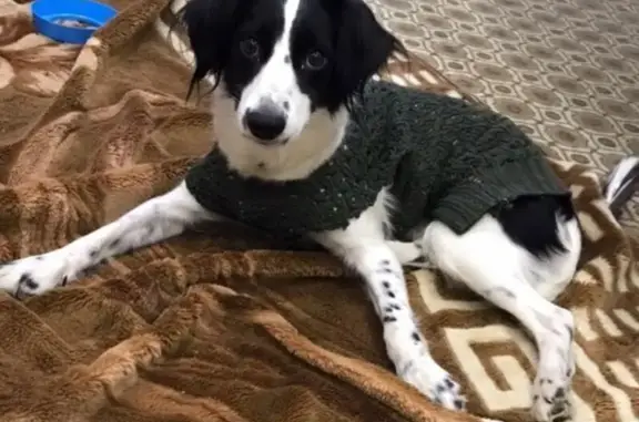 Собаки потеряшки, Йошкар-Ола, фото: Потеряшка собака, Йошкар-Ола, Марий Эл