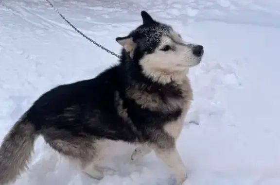 Пропала собака, Михайловка, Башкортостан
