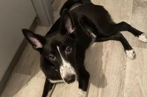 Собаки потеряшки, Оленегорск, фото: Потеряшка собака, Южная ул. 5, Оленегорск