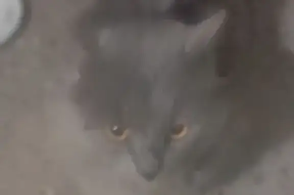 Найдена кошка, Волгоград, фото: Кошка найдена: пр. Жукова 115А, Волгоград