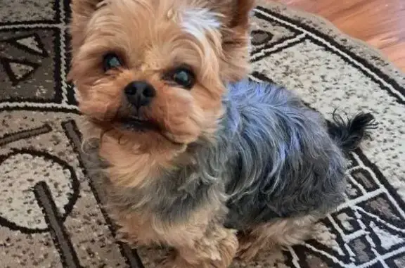 Пропал йорк в Волгограде, Витимская 26