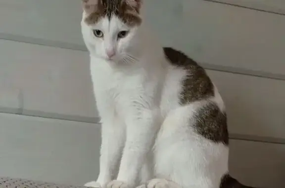 Пропала кошка, Лебедянская 30, Москва