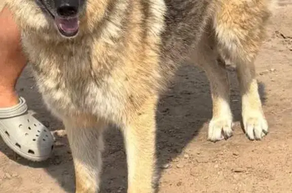 Пропала собака, Москва