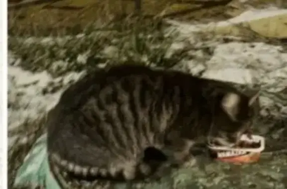 Найдена кошка, Москва, фото: Кошка найдена на ул. Мусы Джалиля, 26 к1