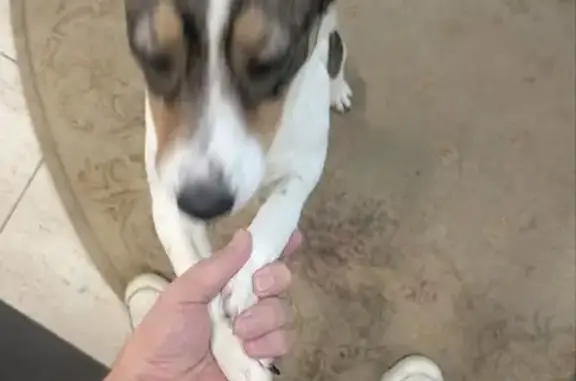 Найдена собака, Коломна, фото: Найдена собака, ЖК Макеевский, Коломна