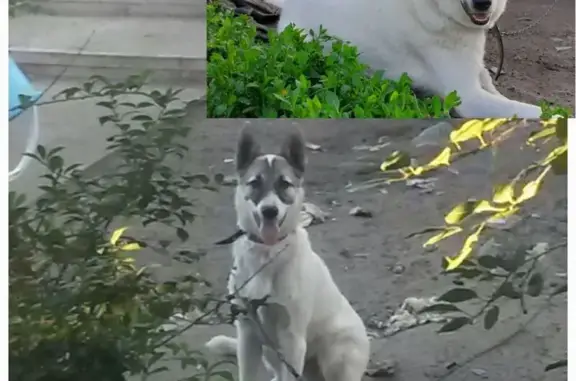 Пропала собака, Планетная ул., 13, Пенза