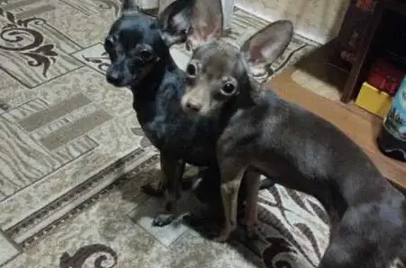 Пропала собака в Больших Чапурниках