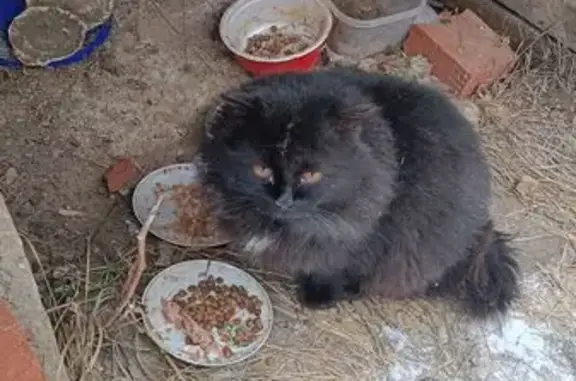 Найдена кошка, Озерецкое, фото: Кошка найдена в Озерецком, МО