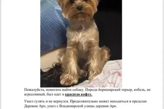 Пропала собака в красной кофте, Колтуши