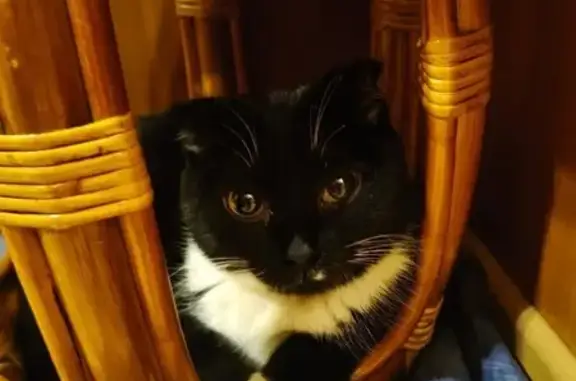 Найдена кошка, Омск, фото: Найдена кошка, Омск, ул. Блюхера, 24